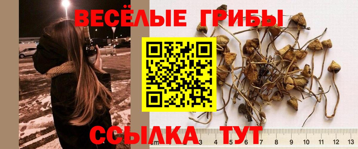 Владимир  Псилоцибиновые грибы мухоморы  где продают   Вход с VPN 